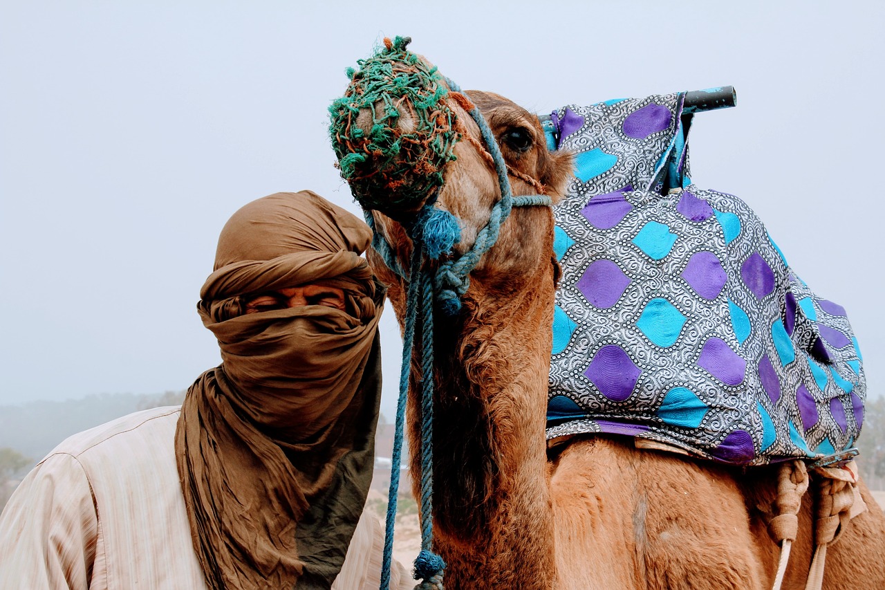 camel, camel love, love-2465551.jpg
